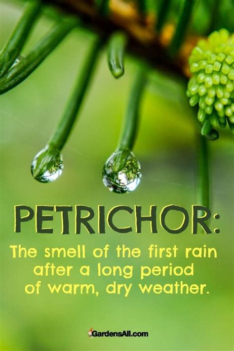 petrichor smell of rain